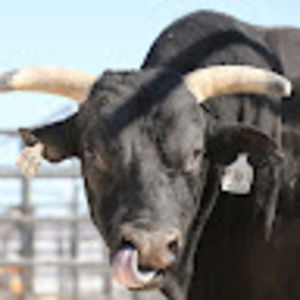 Meet your Posher, Doug